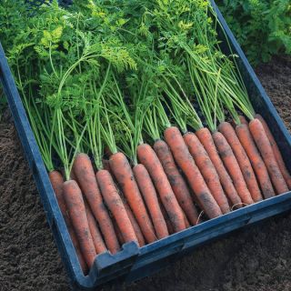 Mokum Carrot Thumbnail